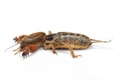 Real mole Cricket.jpg