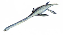 Elasmosaurus2.jpg