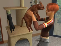 Cat Hug
