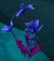 Winter Hyacinth.jpg