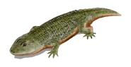 Peltobatrachus BW