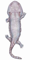 Siderops2DB