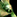 IconSmall Flayer