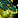 IconSmall SpawnGreen