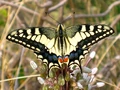Tiger Butterfly.jpg