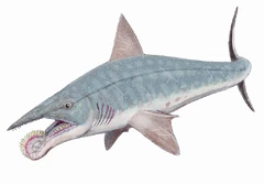 Helicoprion bessonovi1DB.jpg