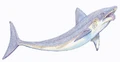 Helicoprion ferreri1DB.jpg