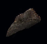 Edestus heinrichi1