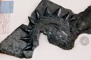 Edestus newtoni