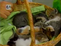 DonBoniCats
