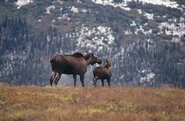 Denali wildlife