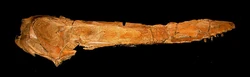 Anhanguera-santanae skull.jpg