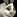 IconSmall Rabbit
