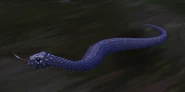 BlackKingsnake