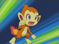 Chimchar de Paul/Polo