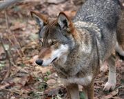 754px-Canis rufus 2 - Syracuse Zoo