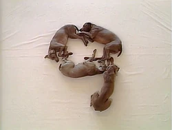Dogs9