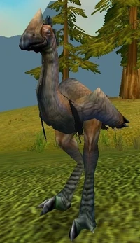 Image of Plainstrider
