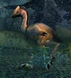 Greater Timberstrider