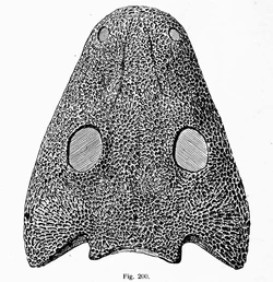 Chelyderpeton scull2