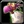 Inv pet egbert