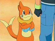 EP524 Buizel con Ash