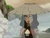 Painted Lady Katara