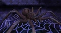 Aragog game.jpg