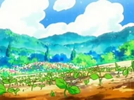 EP494 Jardín regenerándose