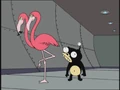 Hermaflamingos