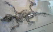 Psittacosaurus gastroliths