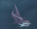 Tu'u'gwar.jpg