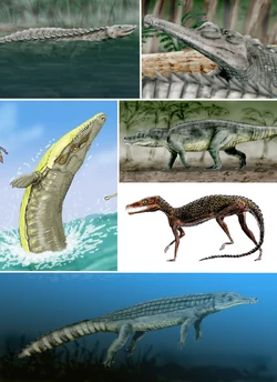 Pancrocodylia diversity
