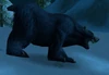 Young Black Bear