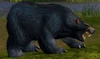 Black Bear Patriarch
