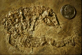 Placosauriops rev 6gxa.jpg
