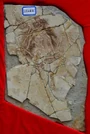 The "Archaeoraptor" fossil forgery.