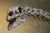 Plateosaurus skull.jpg