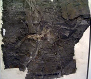 Jinfengopteryx elegans 2