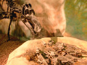 Maiasaurusnest