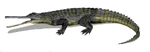 Rutiodon BW