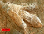 Gigandipus