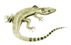 Archaeothyris BW.jpg