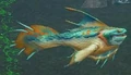 Frostfin.jpg