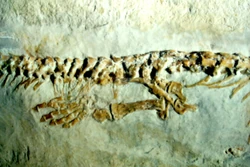 Aphanizocnemus libanensis.JPG