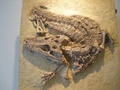 Alligator prenasalis.JPG