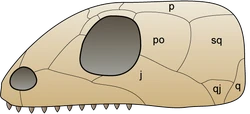 Skull anapsida 1.png