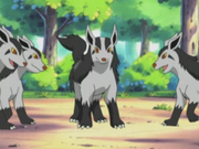 EP287 Mightyena.png