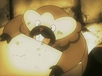 EP526 Bibarel perfilando la piedra tiempo atrás (2)