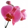 Orchid.jpeg